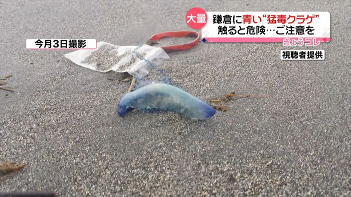 青い“猛毒クラゲ”鎌倉に…ご注意を!