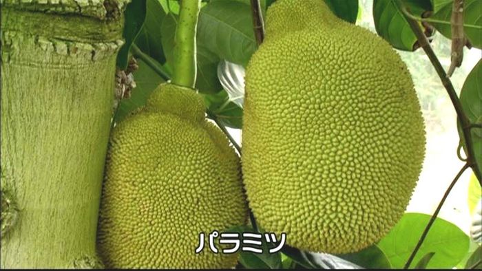 “世界最大の果物”パラミツ実る　東伊豆町