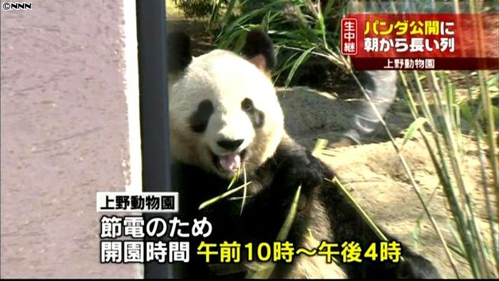 上野動物園でパンダ公開 8000人が入場