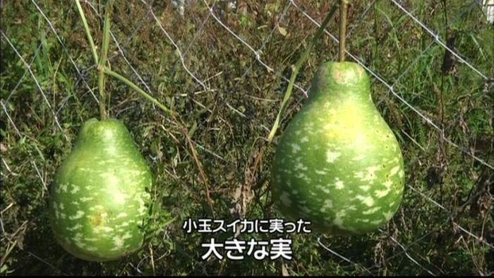“小玉”スイカの苗に●●の実が! 浜松市