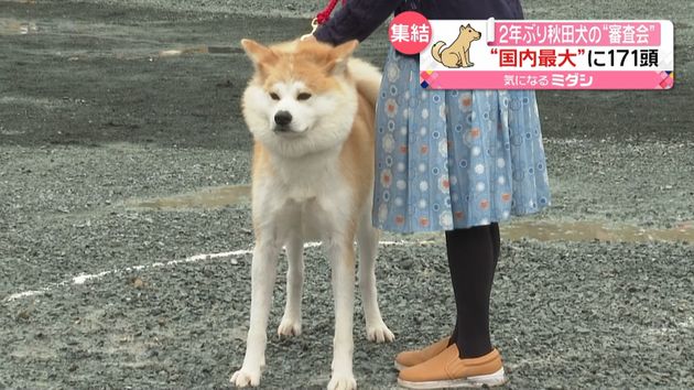 去年は中止の秋田犬審査会 感染対策し開催