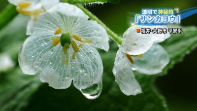 雨で透明になる サンカヨウ が見頃 福井