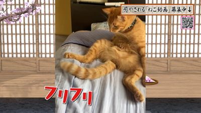 自分のしっぽを捕まえる猫