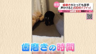 歯みがきの時間になるとお尻向けてプイッ