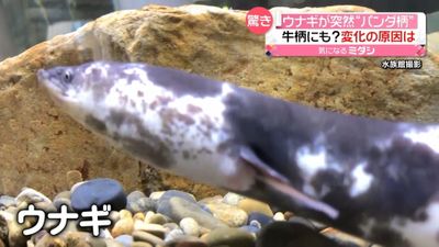 ウナギが突然 パンダ柄 なぜ白 黒に ウナギが突然 パンダ柄 なぜ白 黒に