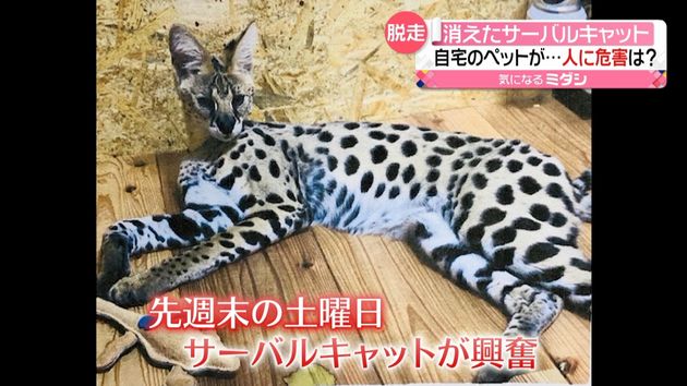 消えたサーバルキャット 人に危害も 消えたサーバルキャット 人に危害も
