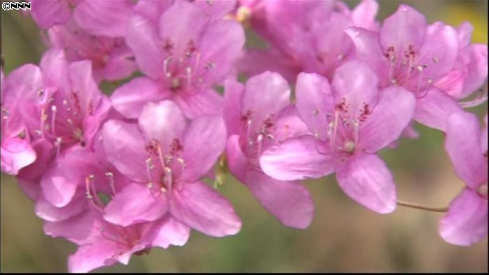 里山の春を彩るツツジの花が見頃に 愛知