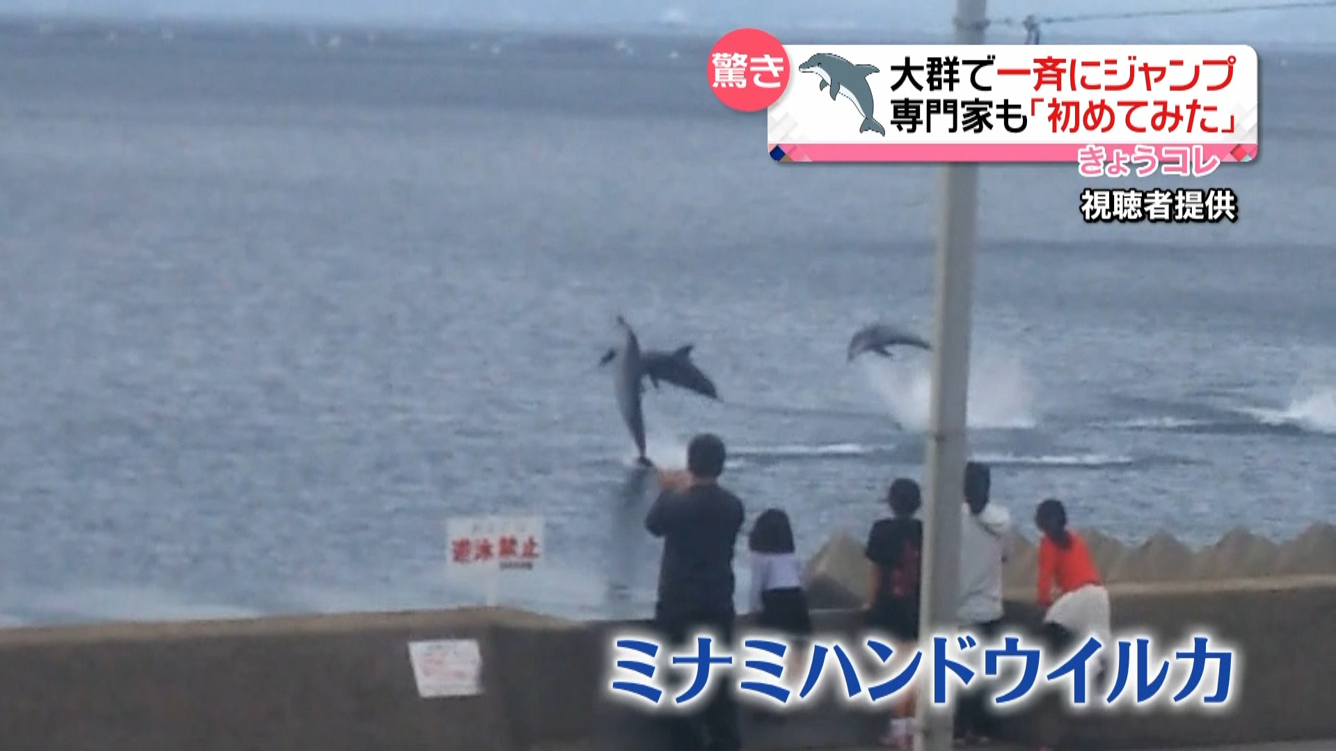イルカ大群が一斉ジャンプ 驚異行動捉える