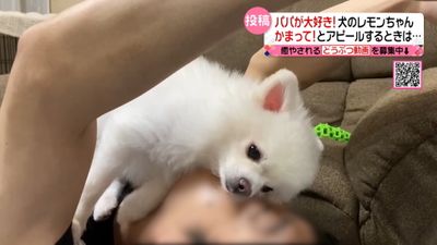 パパの顔に乗る犬 仲良し兄弟の猫