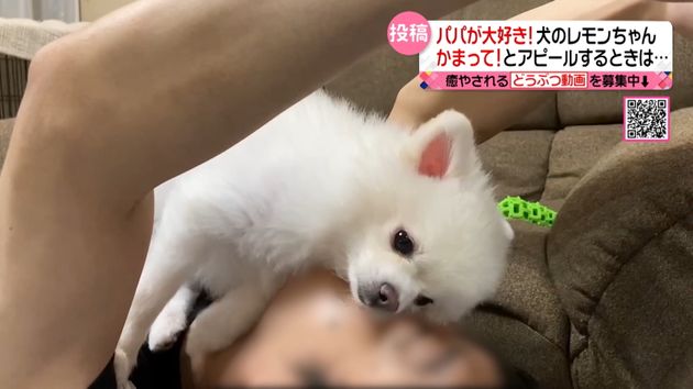 パパの顔に乗る犬 仲良し兄弟の猫
