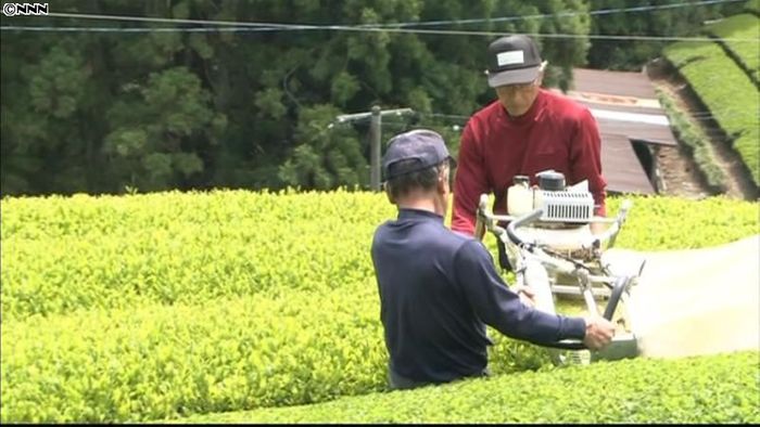 地滑り現場近くで茶摘み開始 浜松市天竜区