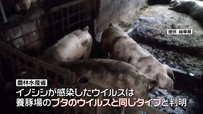 イノシシの“豚コレラ” 養豚場と同タイプ