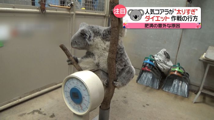 東山「肥満」コアラのダイエット 成果は…