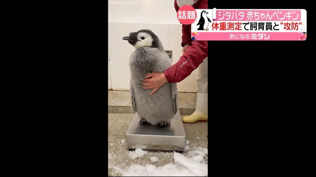 ジタバタ 赤ちゃんペンギンと飼育員が攻防