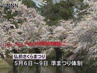 弘前公園のサクラが満開に 青森・弘前市