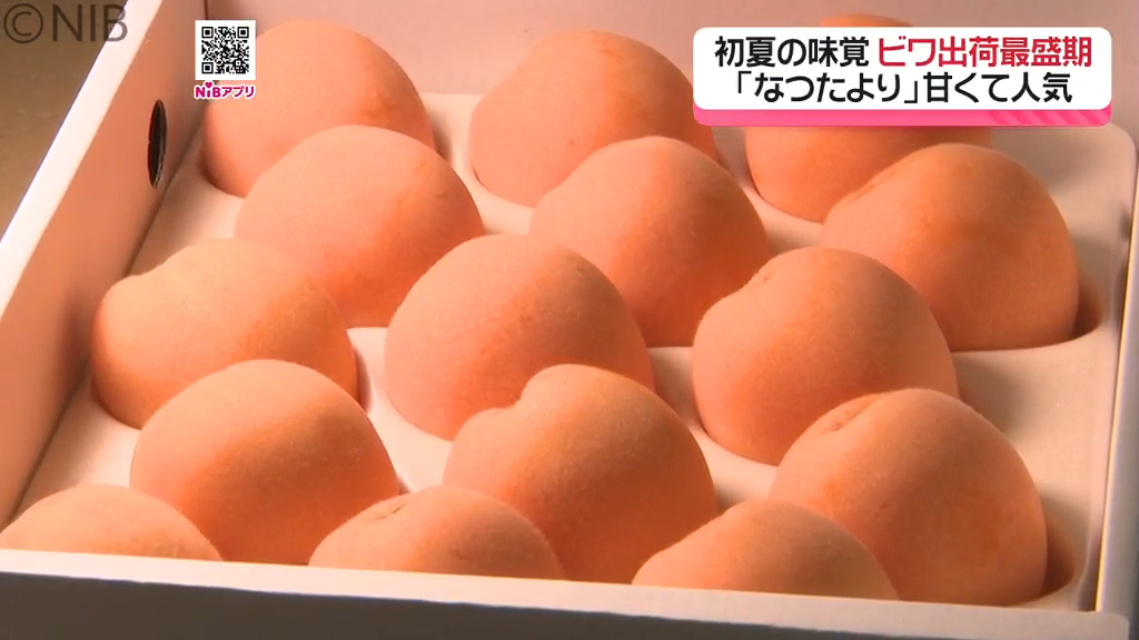ジューシーで食べ応え抜群「なつたより」露地ビワの出荷最盛期 長崎
