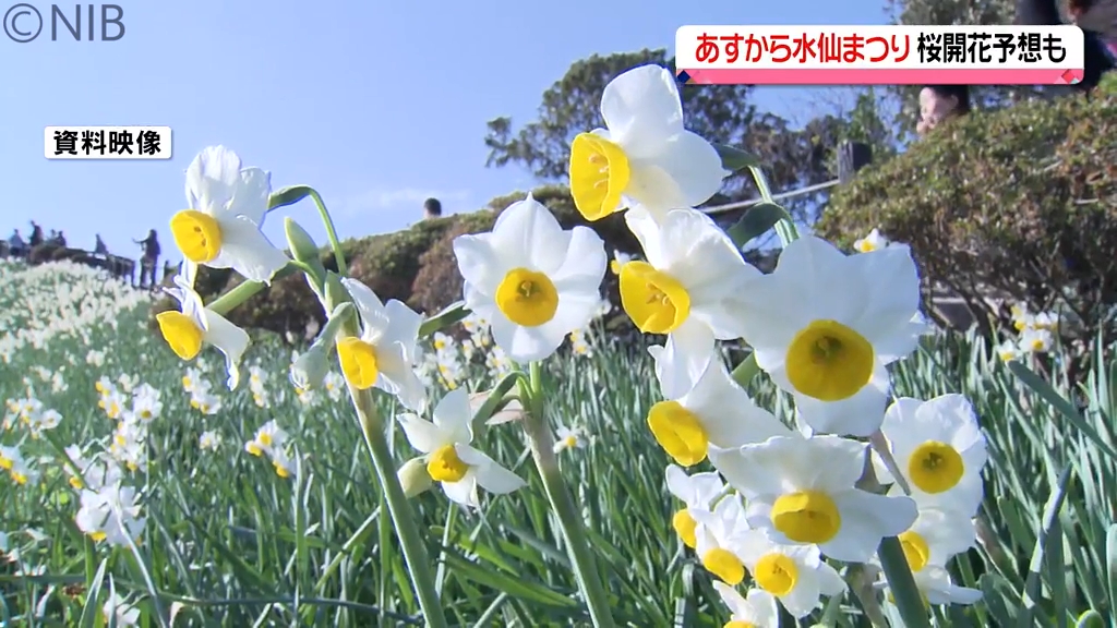 春の訪れ告げる花1000万本咲き誇る 13日から「のもざき水仙まつり