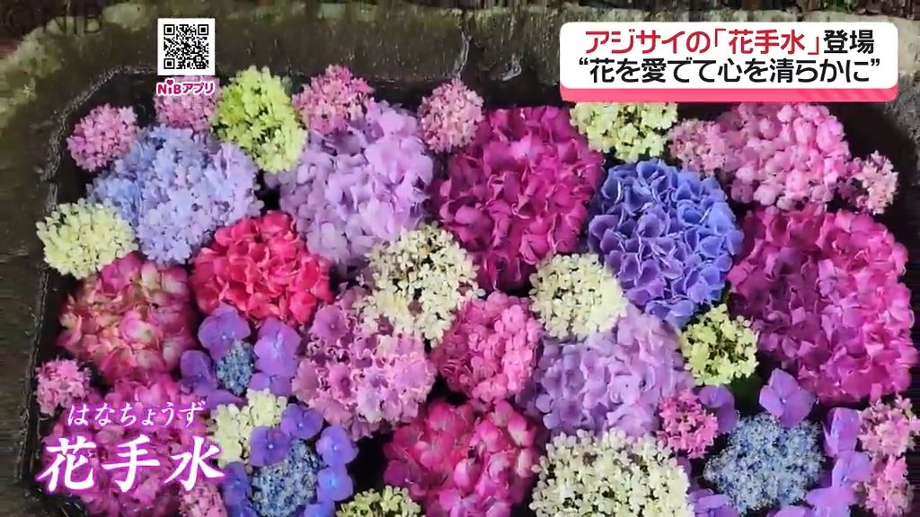 参拝時の雨は“禊ぎ雨”「心を清めて花を愛でてほしい」中川八幡神社にアジサイの花手水《長崎》