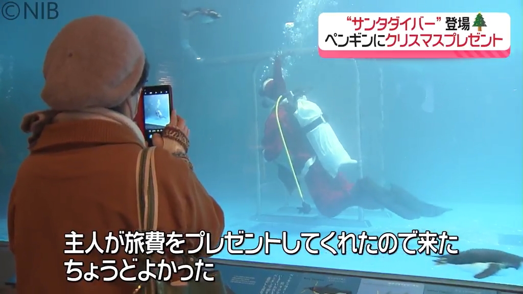 ペンギン水族館にクリスマス恒例「サンタダイバー」登場！60羽の