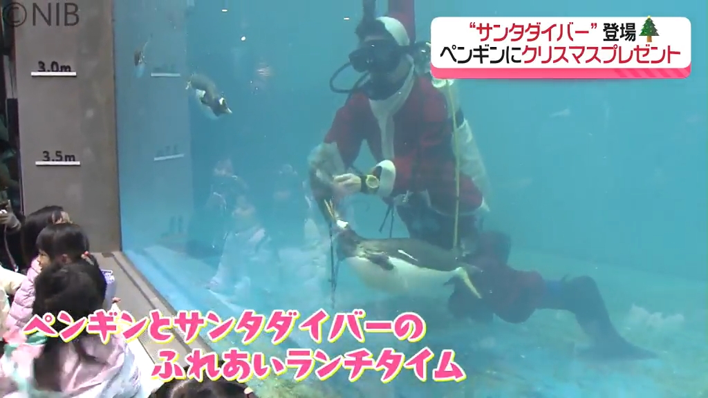 ペンギン水族館にクリスマス恒例「サンタダイバー」登場！60羽の