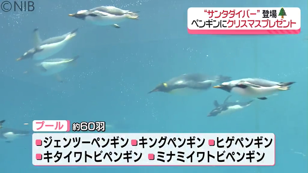 ペンギン水族館にクリスマス恒例「サンタダイバー」登場！60羽の