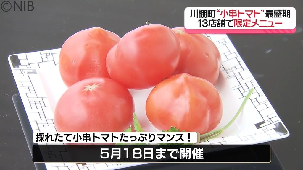 生産農家は5軒のみ 糖度が高く入手困難な「小串トマト」川棚町の13店舗で限定メニュー提供《長崎》