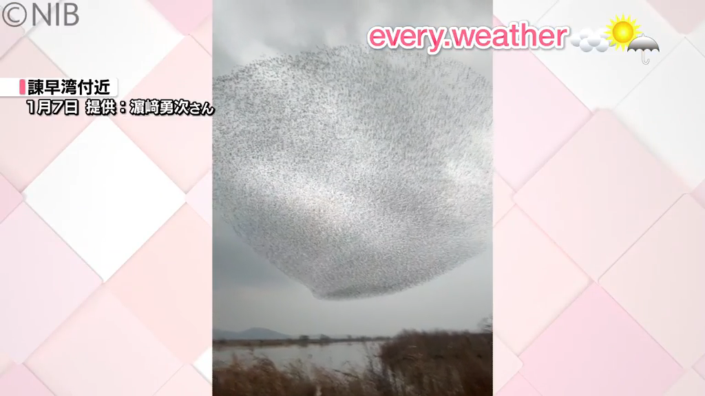 空に動く“黒い影” 諫早湾干拓調整池上空で渡り鳥「トモエガモ」の大群