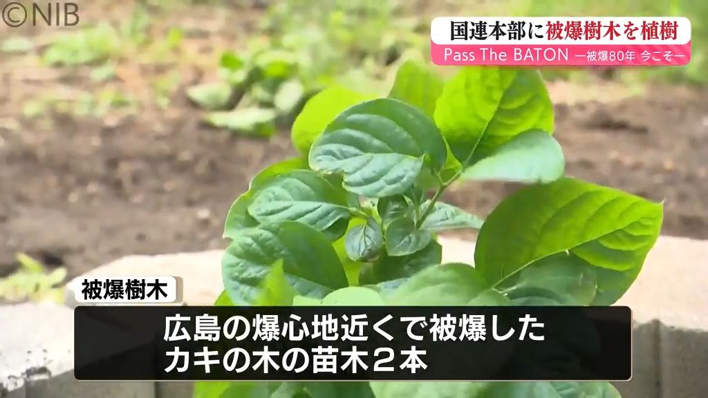 原爆投下80年の節目に希望の緑を…「被爆樹木」ニューヨーク国連本部に植樹《長崎》