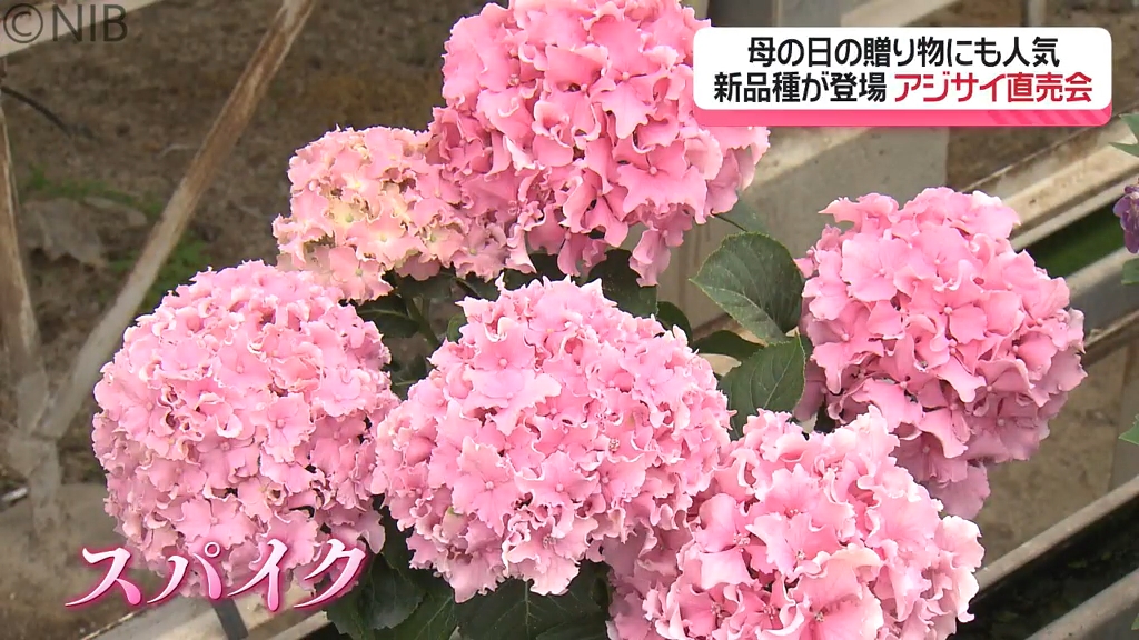 貴重な品種や限定アジサイなど40種類「母の日にアジサイを」長崎市三浦