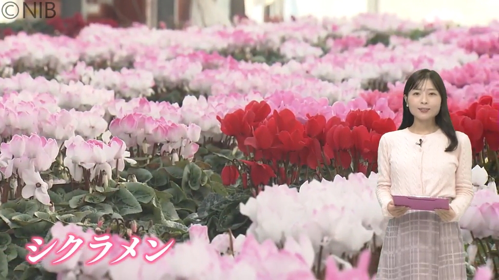 いつも以上の出来」冬を彩る花 “シクラメン” が40種 長崎市の三浦園芸