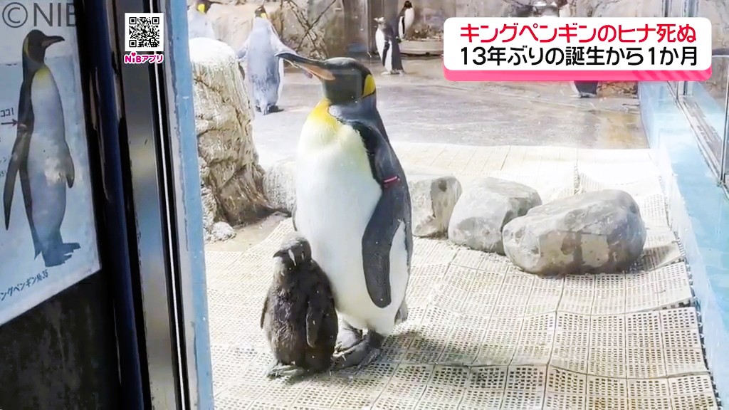体重減少などで治療施すも…「キングペンギンのヒナ死ぬ」7月にペンギン