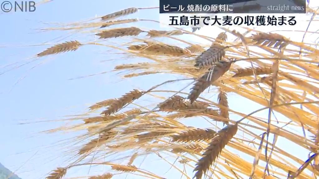 ビールや焼酎の原料に「五島市で大麦の収穫はじまる」今年は462ヘクタールで栽培《長崎》