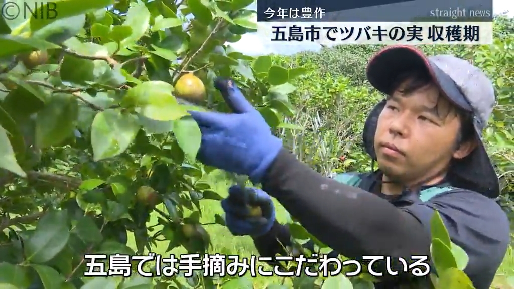 五島市の収穫は手摘み「ツバキの実の収穫が最盛期」上質の油は化粧品の