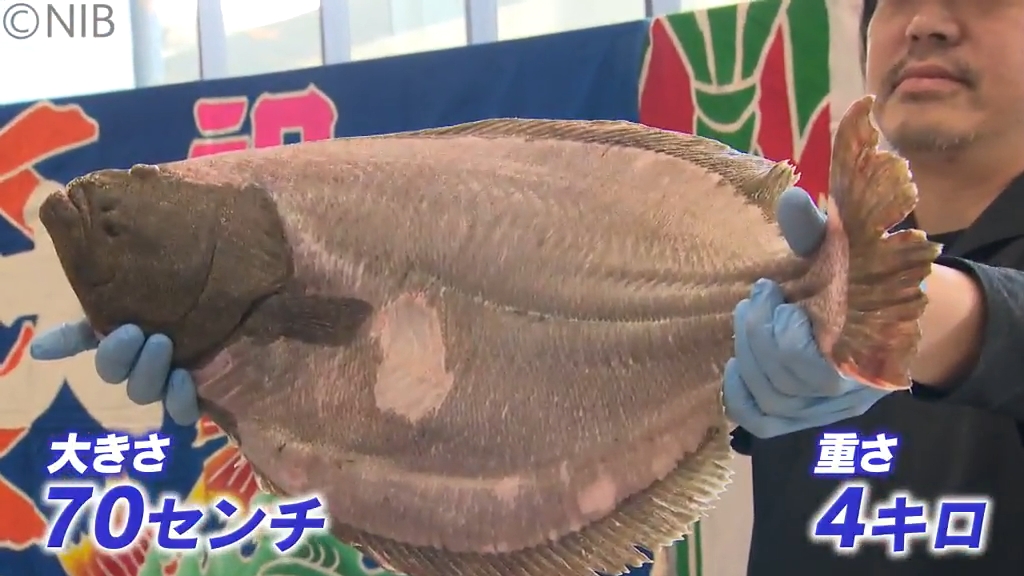 200人が肉厚の刺身に舌鼓 “平戸ひらめ”のお披露目会 甘みが強く身の