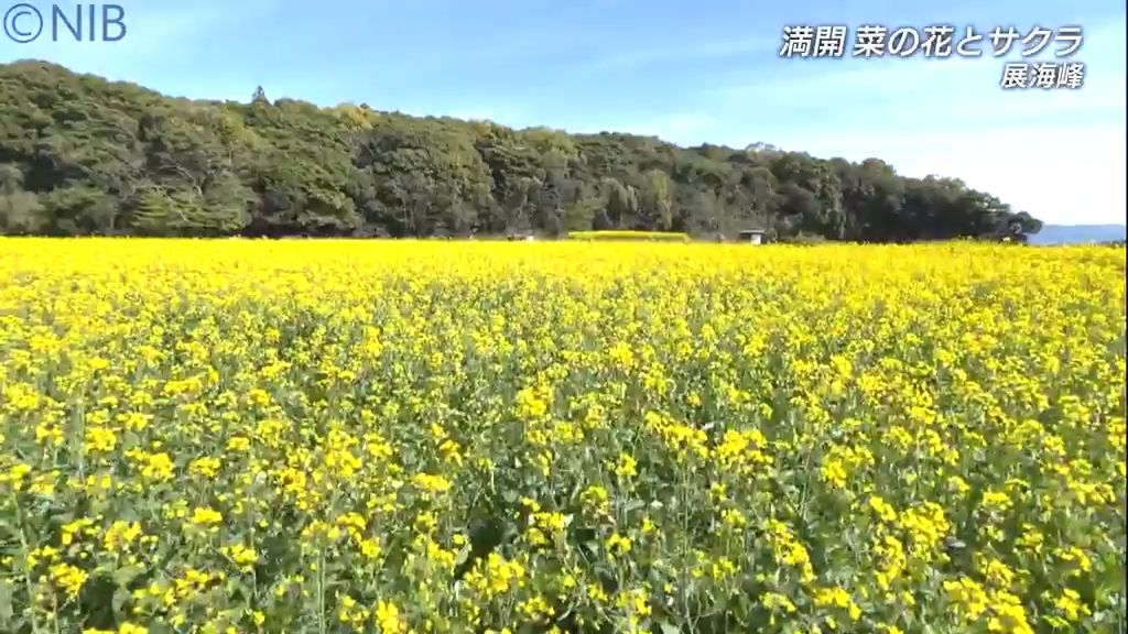 佐世保市の観光スポットが花盛り「15万本の菜の花が咲きそろう」シダレザクラも彩を添える《長崎》