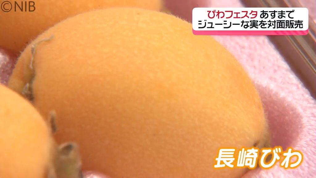 ジューシーで糖度の高い旬の味覚を堪能　長崎市で「びわフェスタ」18日まで開催《長崎》