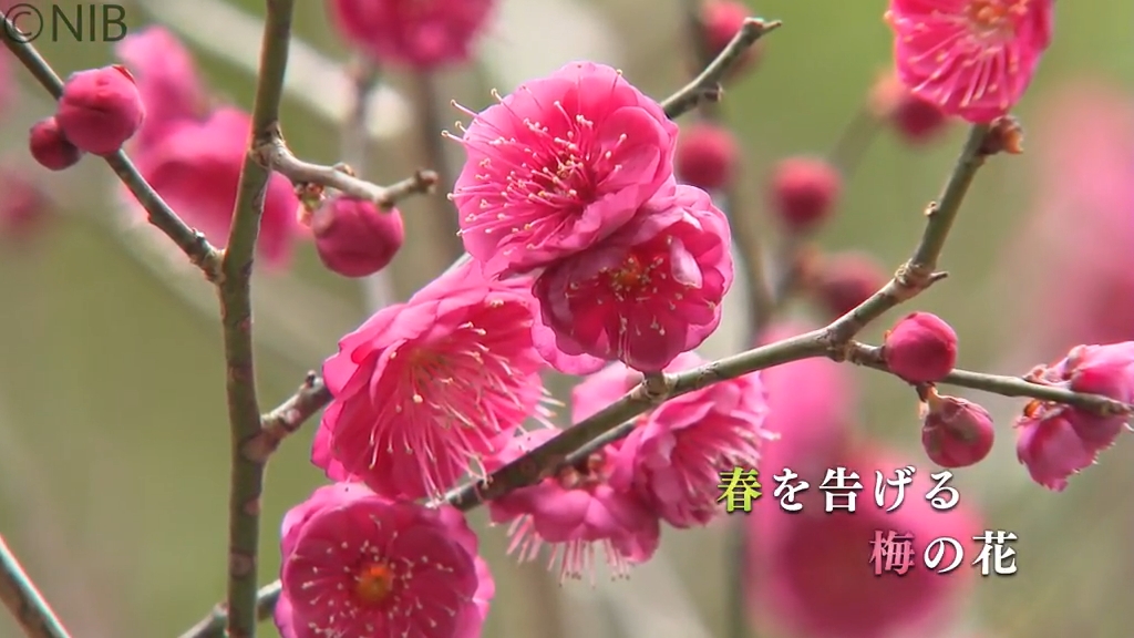 桃色や白など可憐に咲き誇る「春を告げる梅の花」長崎市の松森天満宮で