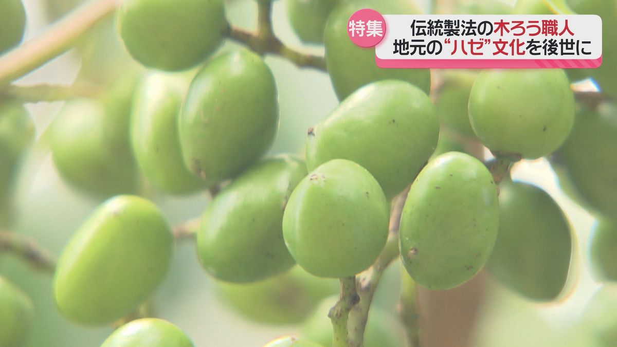 千本木地区で育った「ハゼの実」