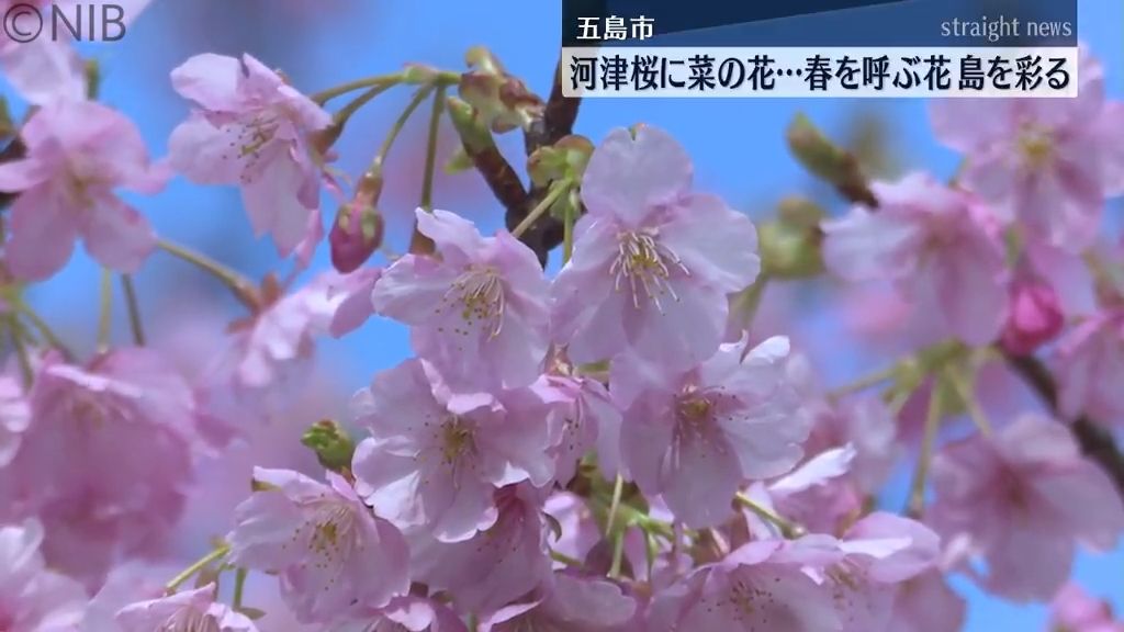 鮮やかなピンク色の河津桜
