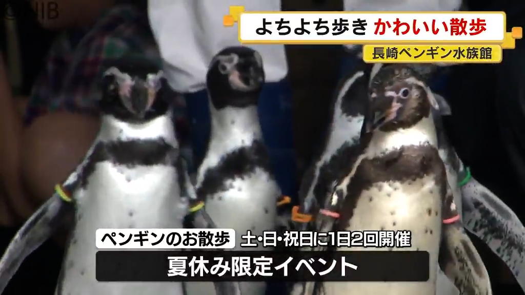 フ*ニ様 長崎ペンギン水族館 KING PENGUIN 茶平工業製31mm径 打 ペンギンたちのかわいい散歩 長崎ペンギン水族館《長崎》（2026年8月16