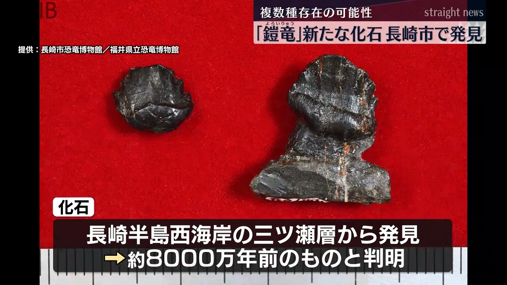 長崎に複数種類の鎧竜がいた可能性「鎧竜の新たな歯の化石を発見」25日