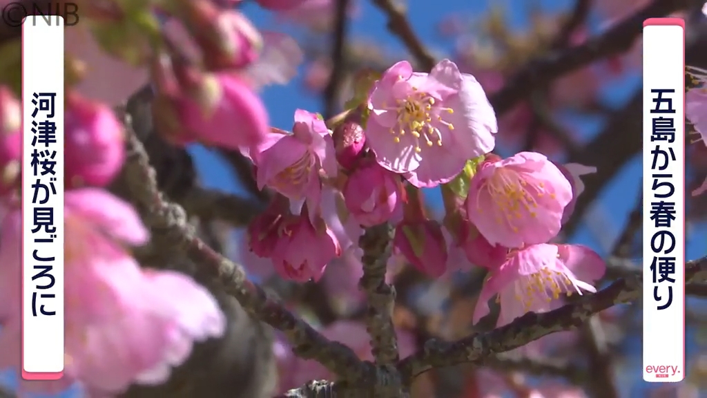 春の息吹が次々と…「早咲きの河津桜 鬼岳周辺では菜の花」五島市で見