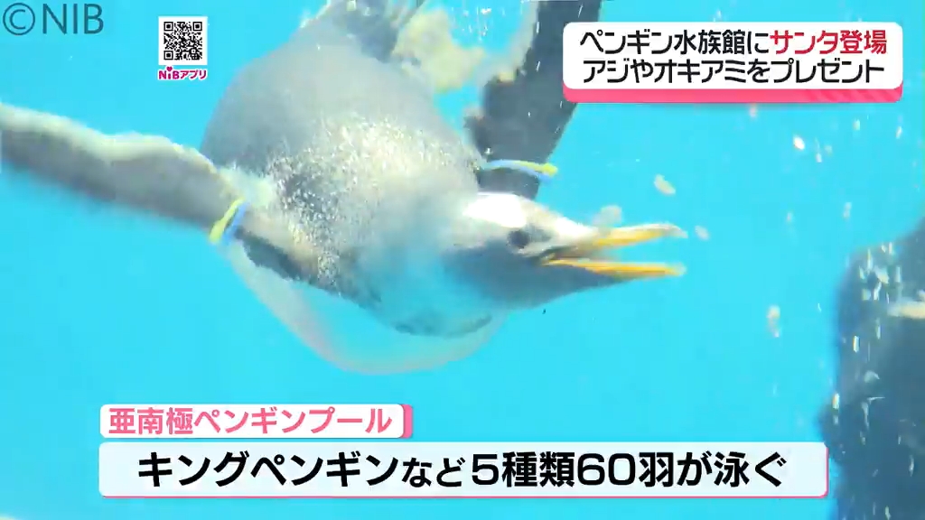 水族館の水槽にサンタが登場『ペンギンとサンタダイバーのふれあい
