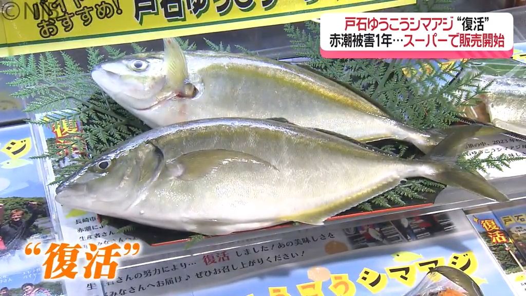 赤潮被害乗り越え 約1年ぶりに復活！ 長崎のブランド魚「戸石ゆうこうシマアジ」販売開始《長崎》