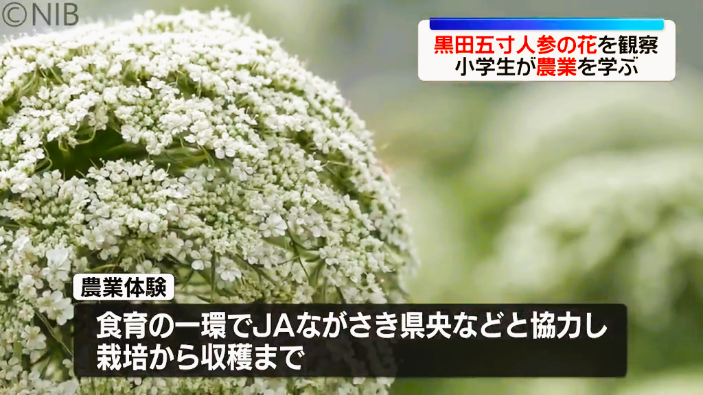 小学生が地域の特産品学ぶ “食育” 大村市の伝統野菜 “黒田五寸人参”の