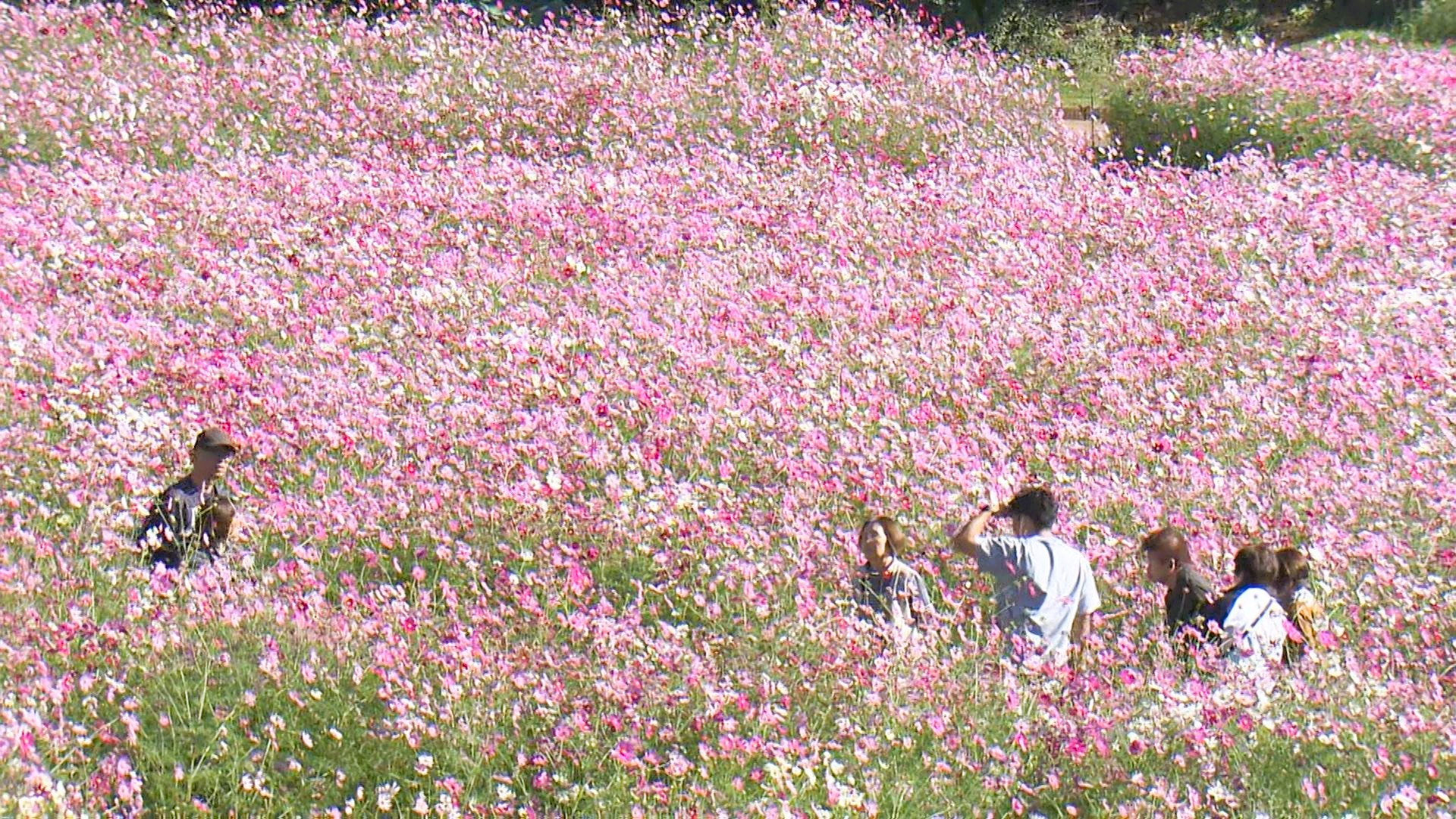 15万本咲きそろい 気持ちいい秋の景色に「展海峰 満開のコスモス」11月