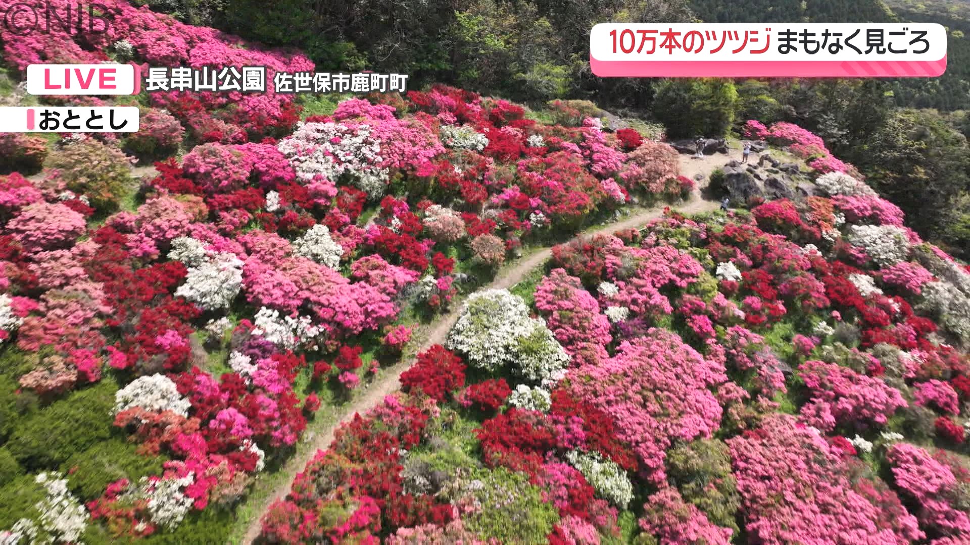 中継】花のじゅうたんと九十九島と夕日の絶景「長串山の10万本のツツジ