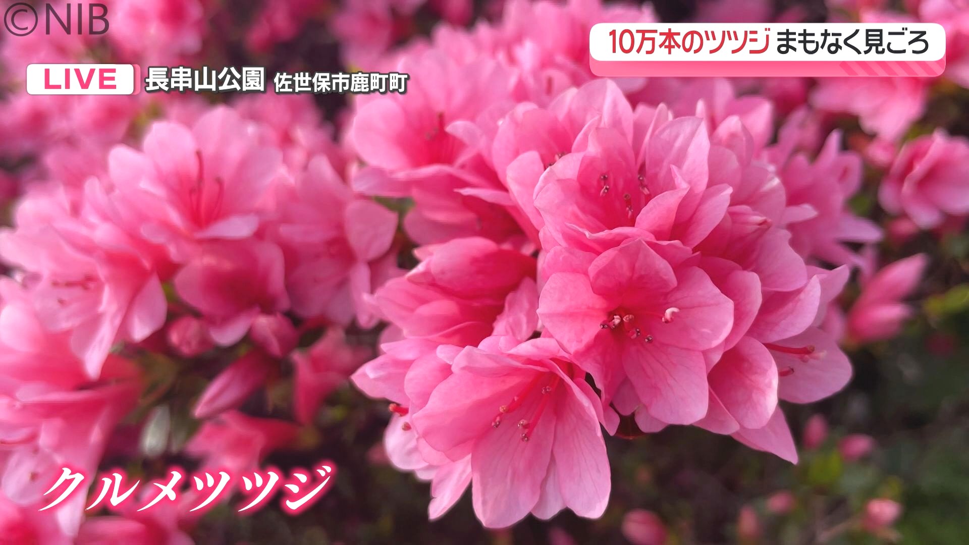中継】花のじゅうたんと九十九島と夕日の絶景「長串山の10万本のツツジ