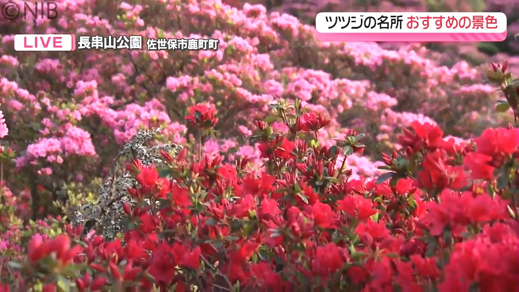 中継】花のじゅうたんと九十九島と夕日の絶景「長串山の10万本のツツジ