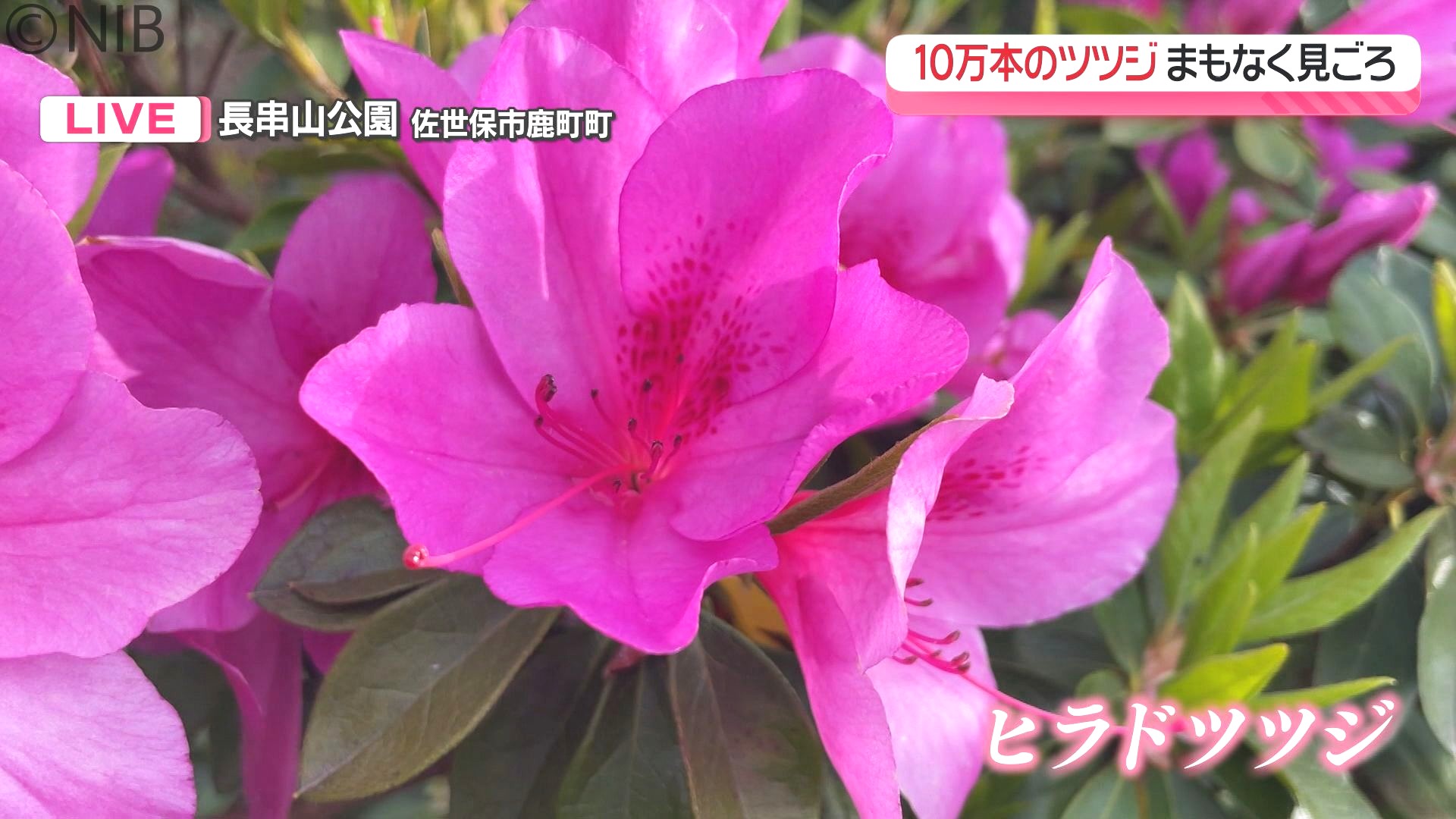 中継】花のじゅうたんと九十九島と夕日の絶景「長串山の10万本のツツジ